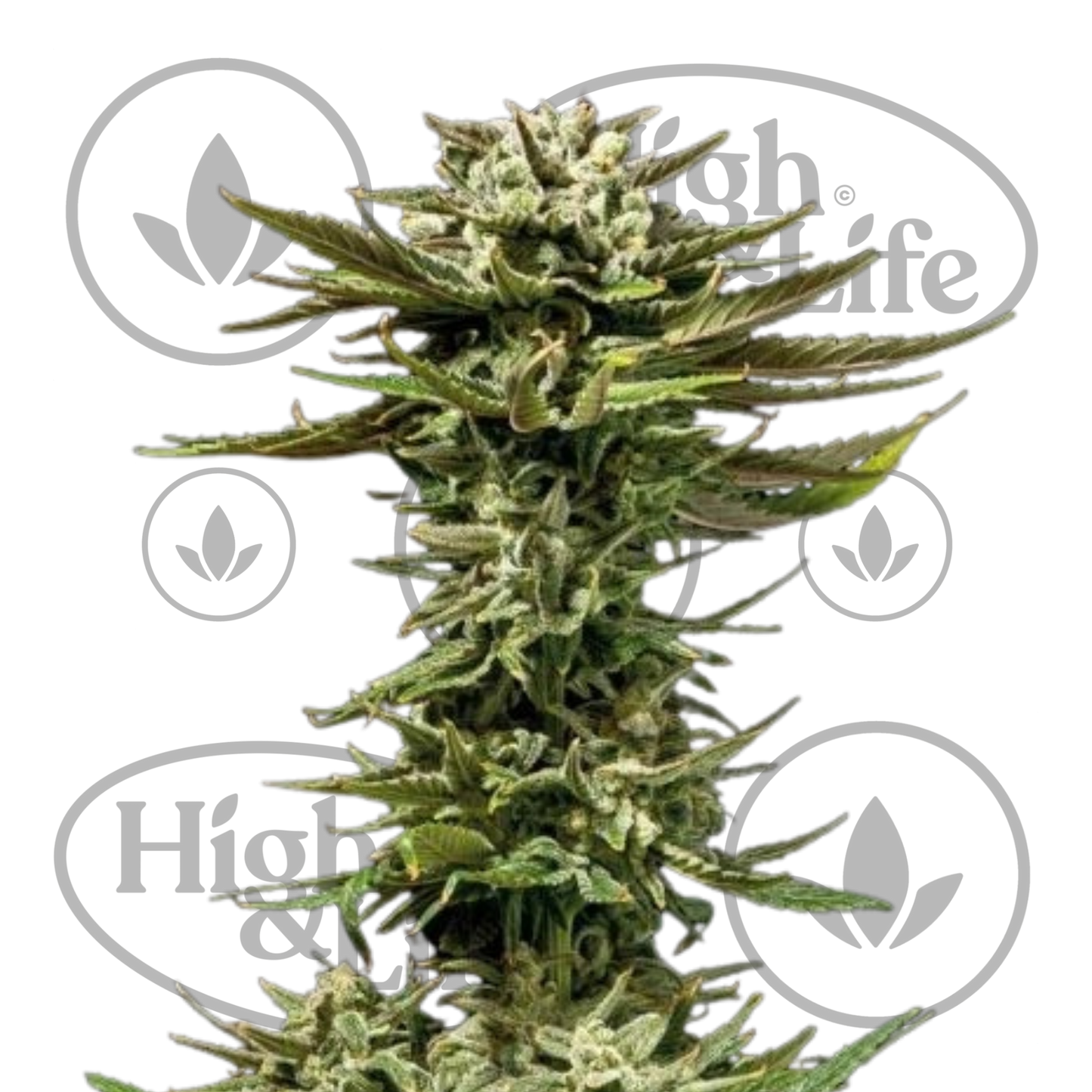 Osta C99 x Blueberry FAST kannabiksen siemenet High & Life Storesta