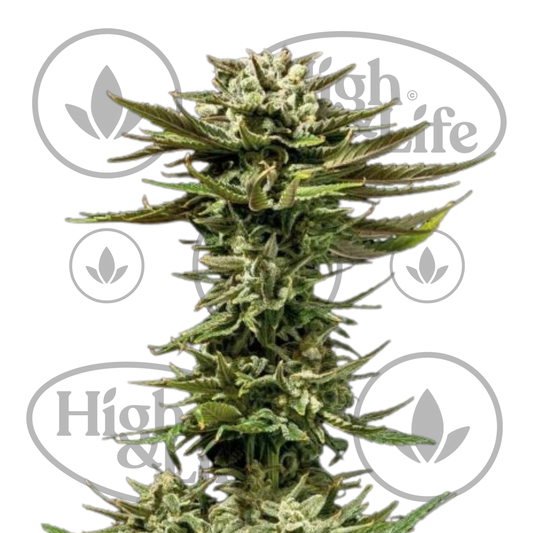 Osta C99 x Blueberry FAST kannabiksen siemenet High & Life Storesta