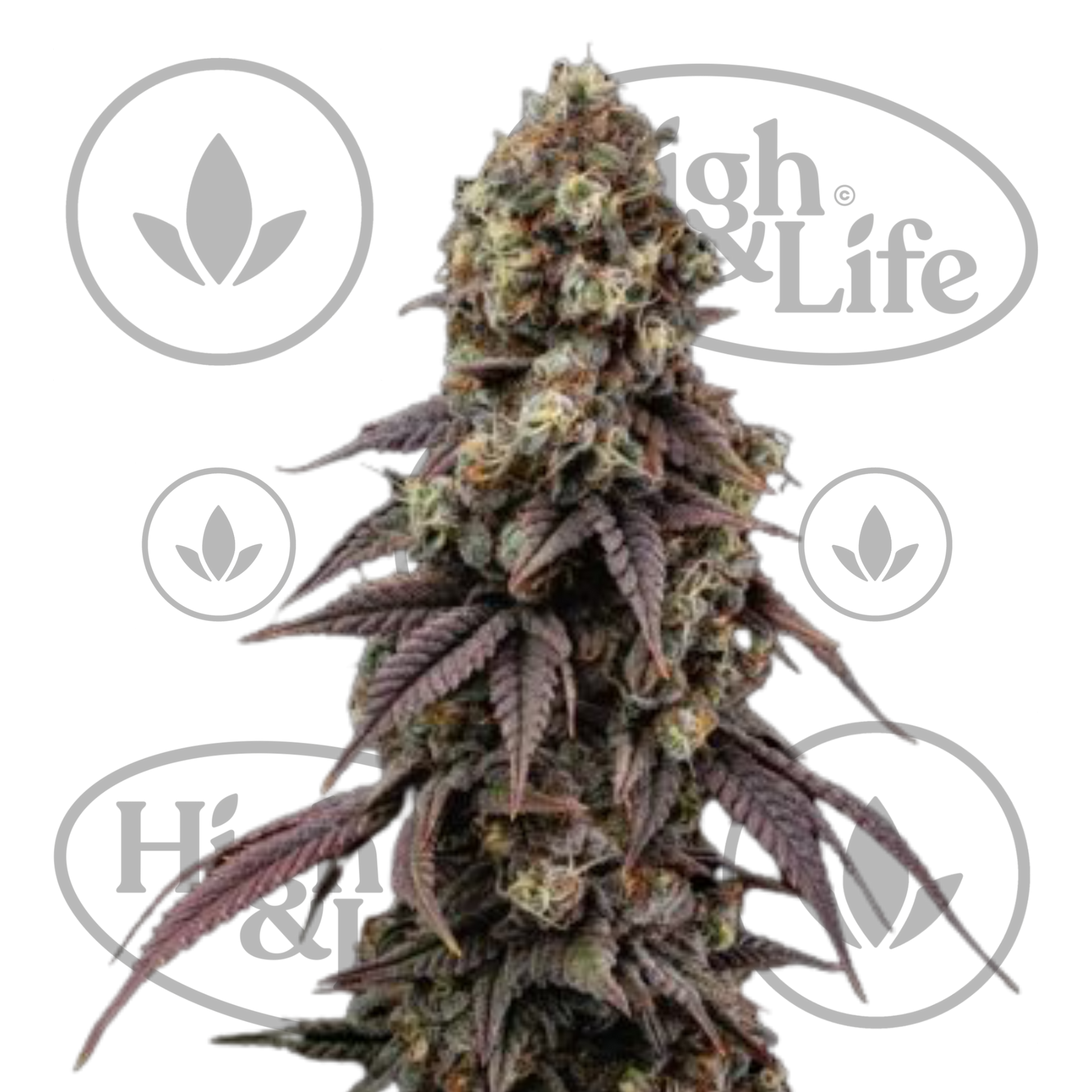 Osta Ice Dream Cake FAST kannabiksen siemenet High & Life Storesta