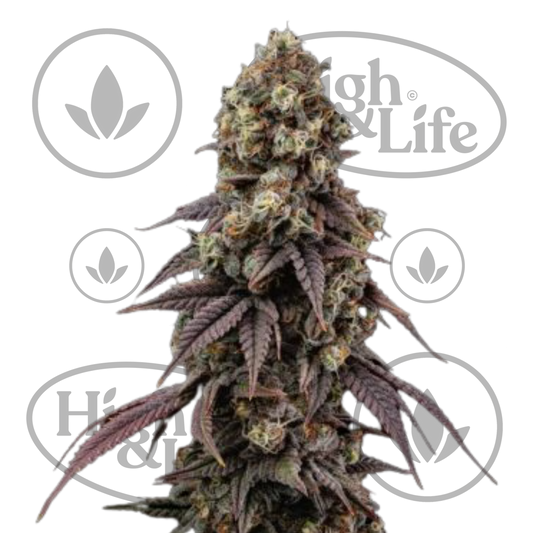 Osta Ice Dream Cake FAST kannabiksen siemenet High & Life Storesta
