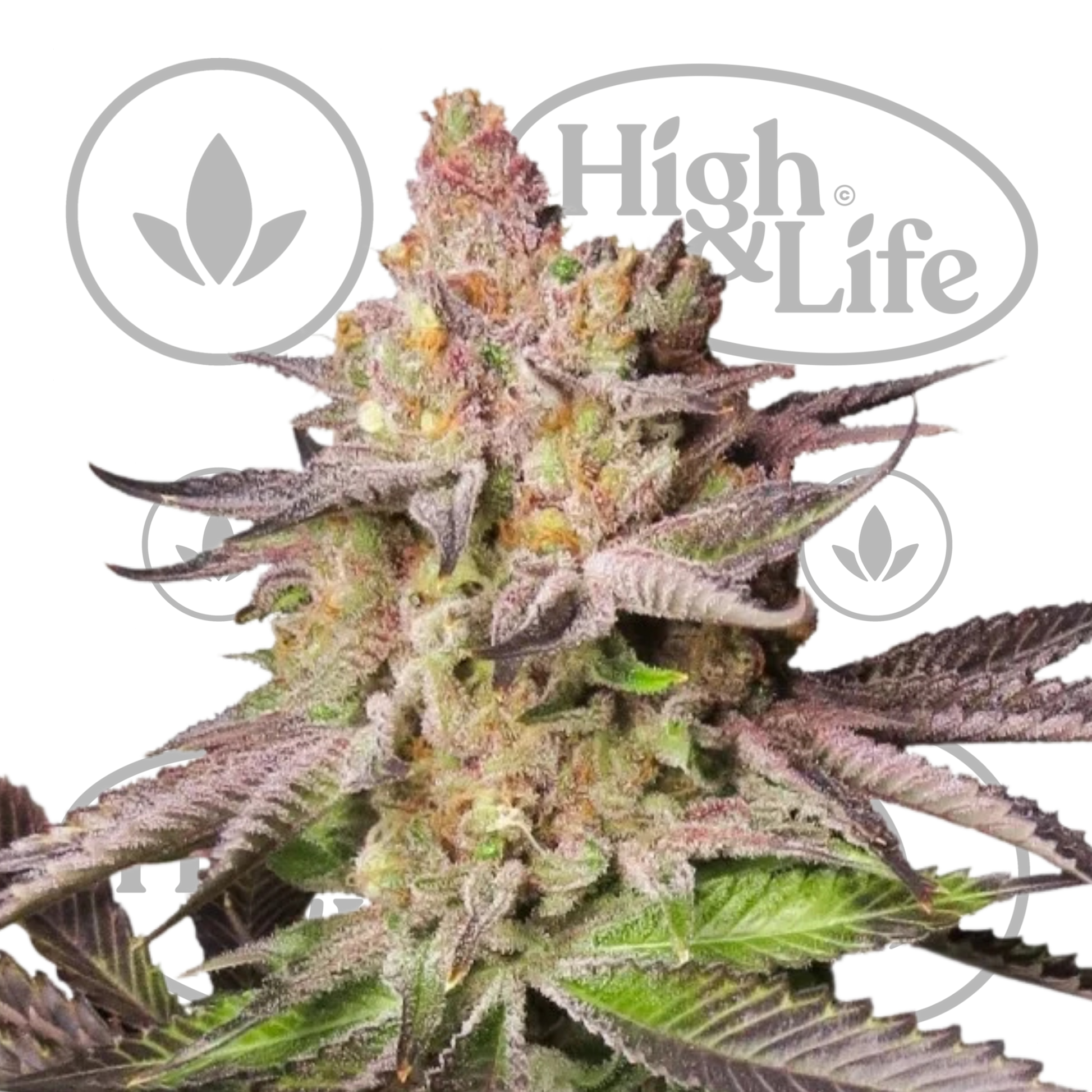 Osta Melonade Runtz kannabiksen siemenet High & Life Storesta