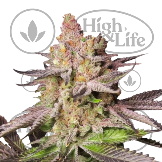 Osta Melonade Runtz kannabiksen siemenet High & Life Storesta