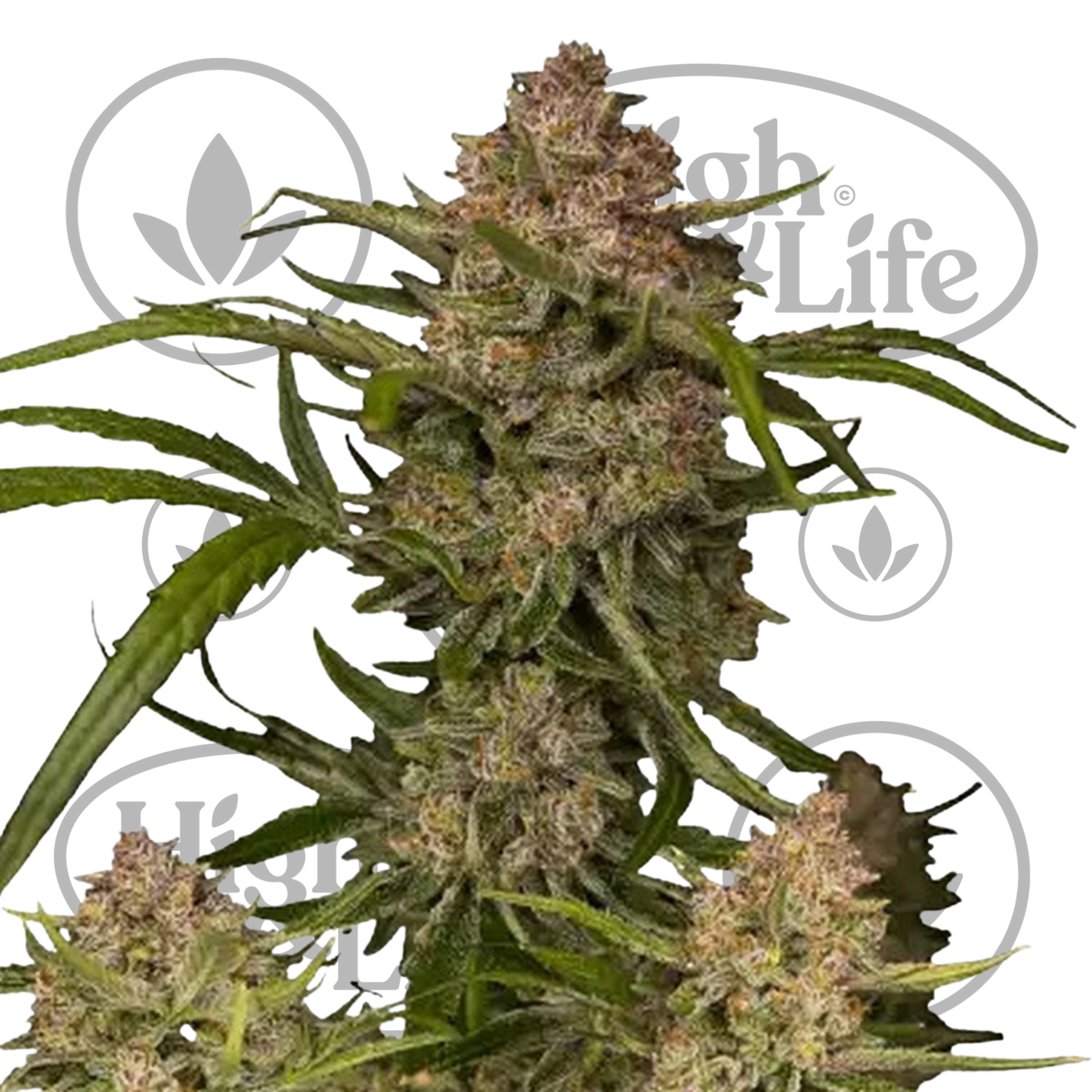 Osta Guava Auto kannabiksen siemenet High & Life Storesta