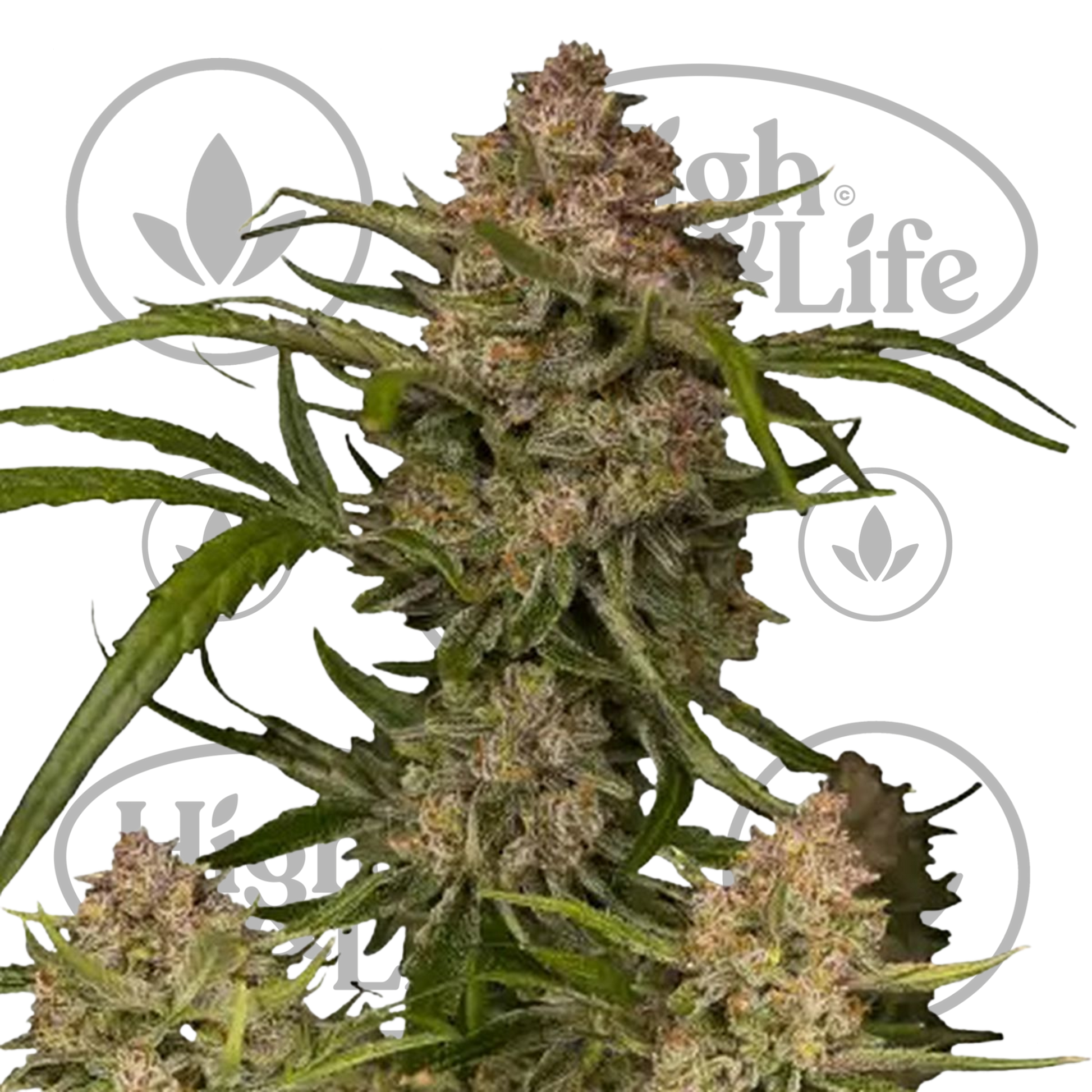 Osta Guava Auto kannabiksen siemenet High & Life Storesta