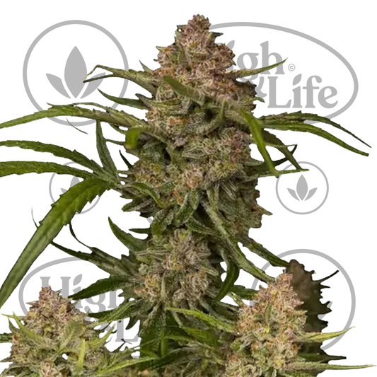 Osta Guava Auto kannabiksen siemenet High & Life Storesta