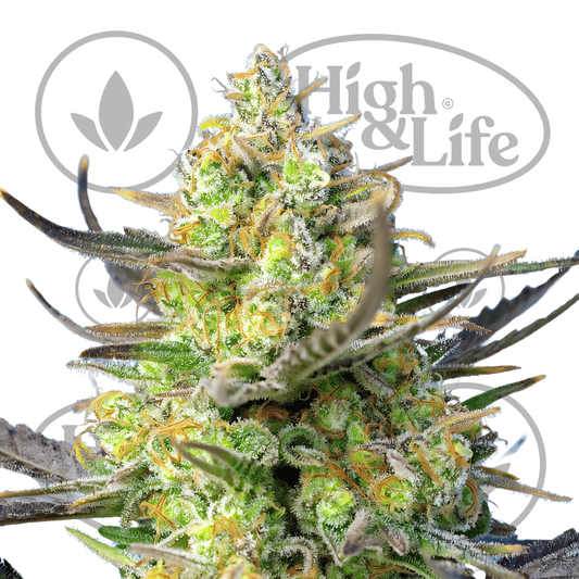 Osta Sweet Cheese XL Auto kannabiksen siemenet High & Life Storesta
