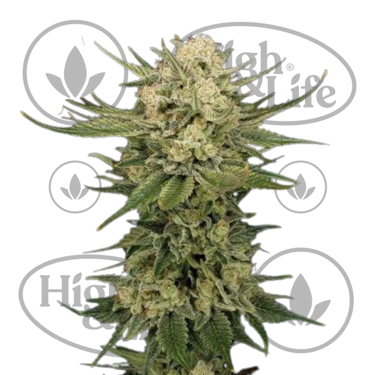 Osta Purple Ghost Candy kannabiksen siemenet High & Life Storesta