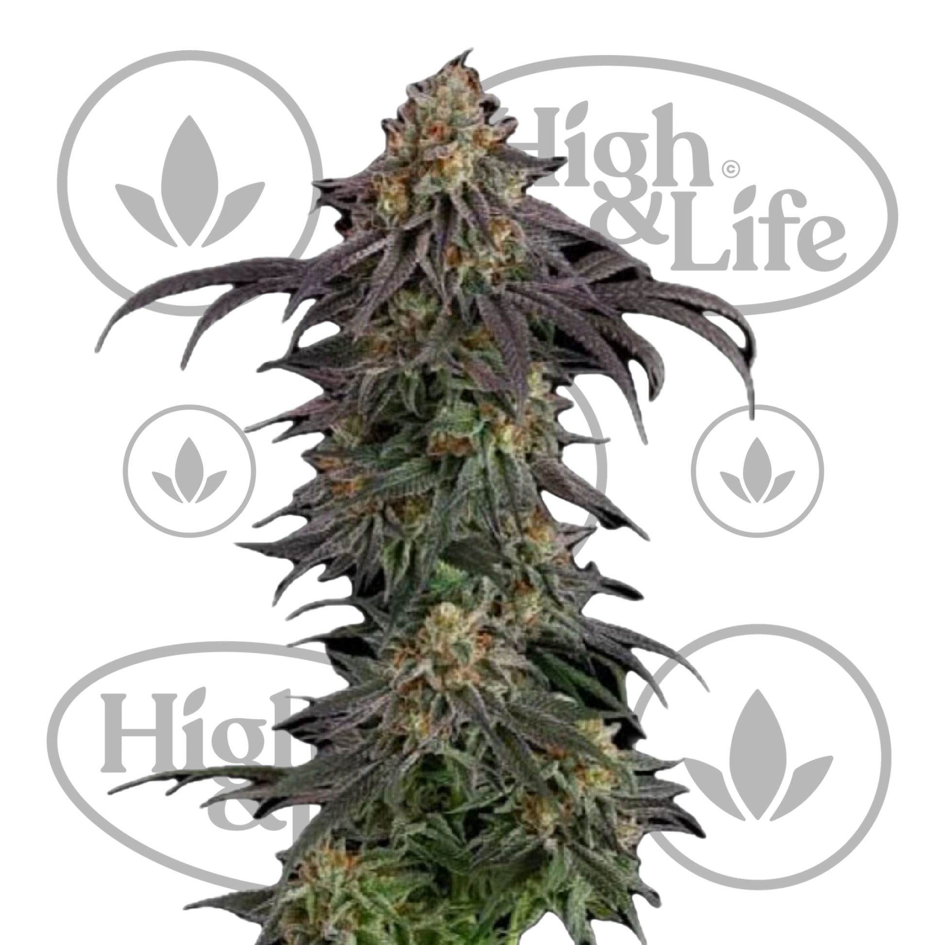 Osta Guava Root GMO kannabiksen siemenet High & Life Storesta