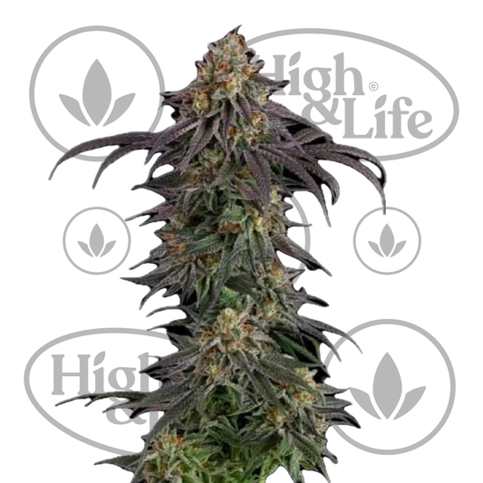 Osta Guava Root GMO kannabiksen siemenet High & Life Storesta