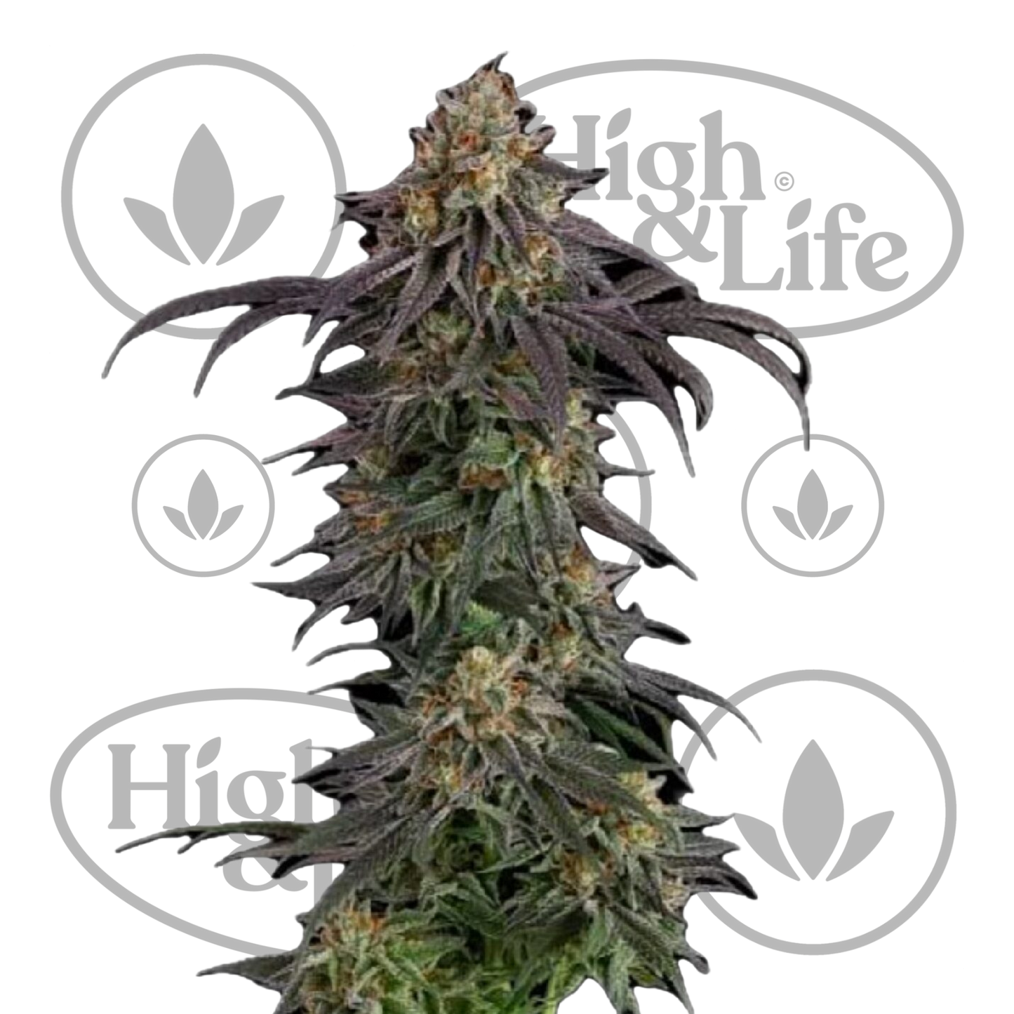 Osta Guava Root GMO kannabiksen siemenet High & Life Storesta