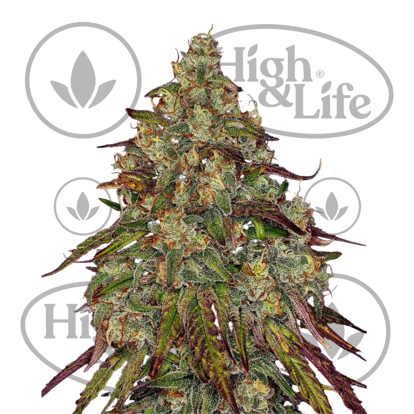 Osta Amnesia Lemon kannabiksen siemenet High & Life Storesta