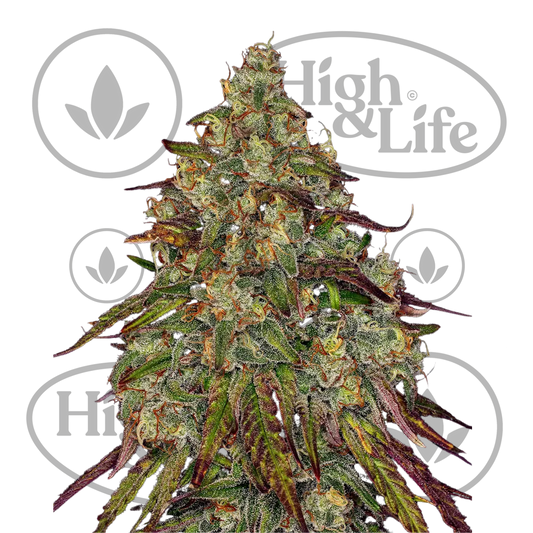 Osta Amnesia Lemon kannabiksen siemenet High & Life Storesta