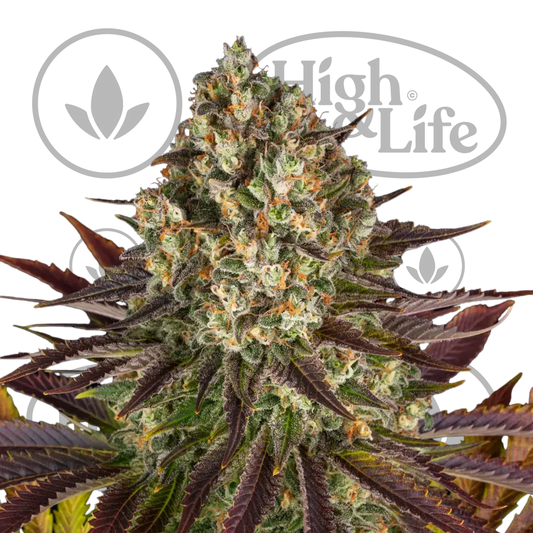 Osta Biscotti kannabiksen siemenet High & Life Storesta