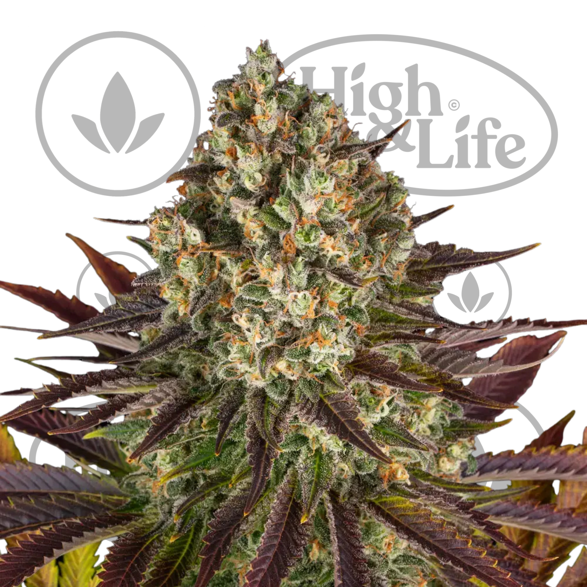 Osta Biscotti kannabiksen siemenet High & Life Storesta