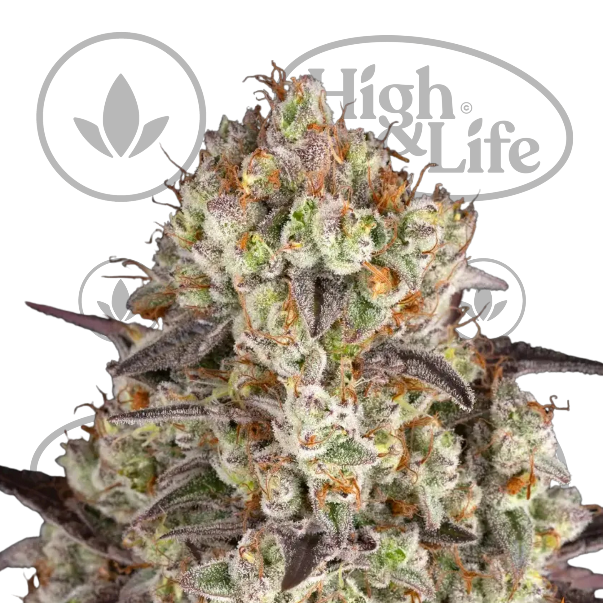 Osta Gary Payton kannabiksen siemenet High & Life Storesta