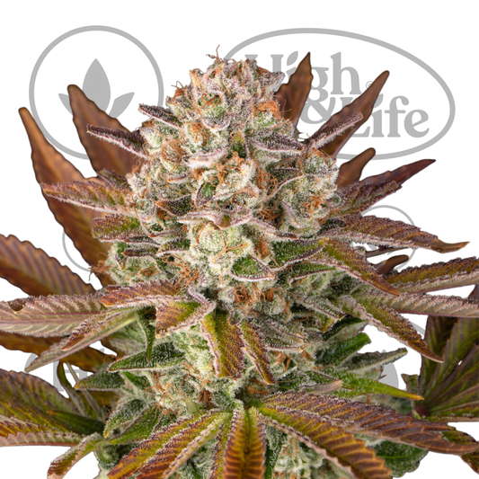 pineapple kush plant Pineapple Kush - (Royal Queen Seeds) - cannabis seeds