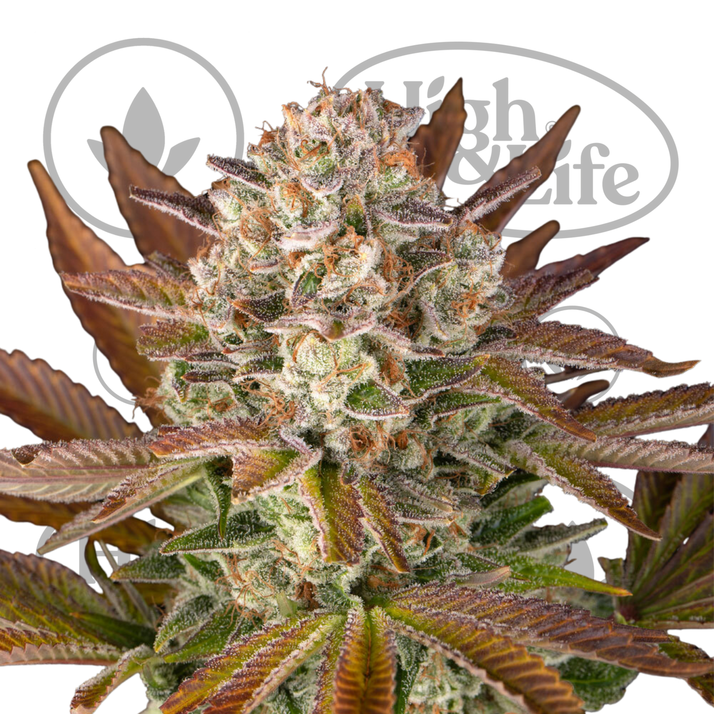 Osta Jealousy kannabiksen siemenet High & Life Storesta