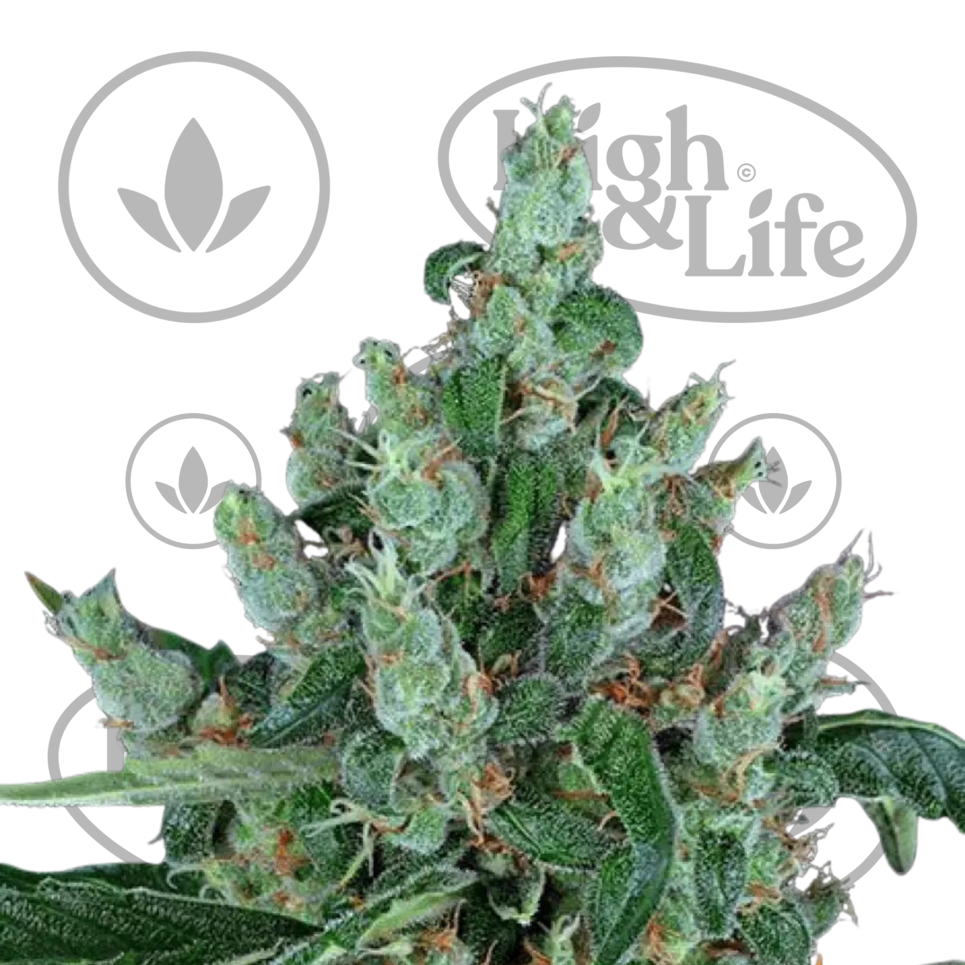 Osta Laughing Buddha kannabiksen siemenet High & Life Storesta