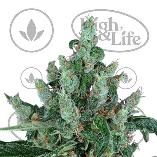 Osta Laughing Buddha kannabiksen siemenet High & Life Storesta