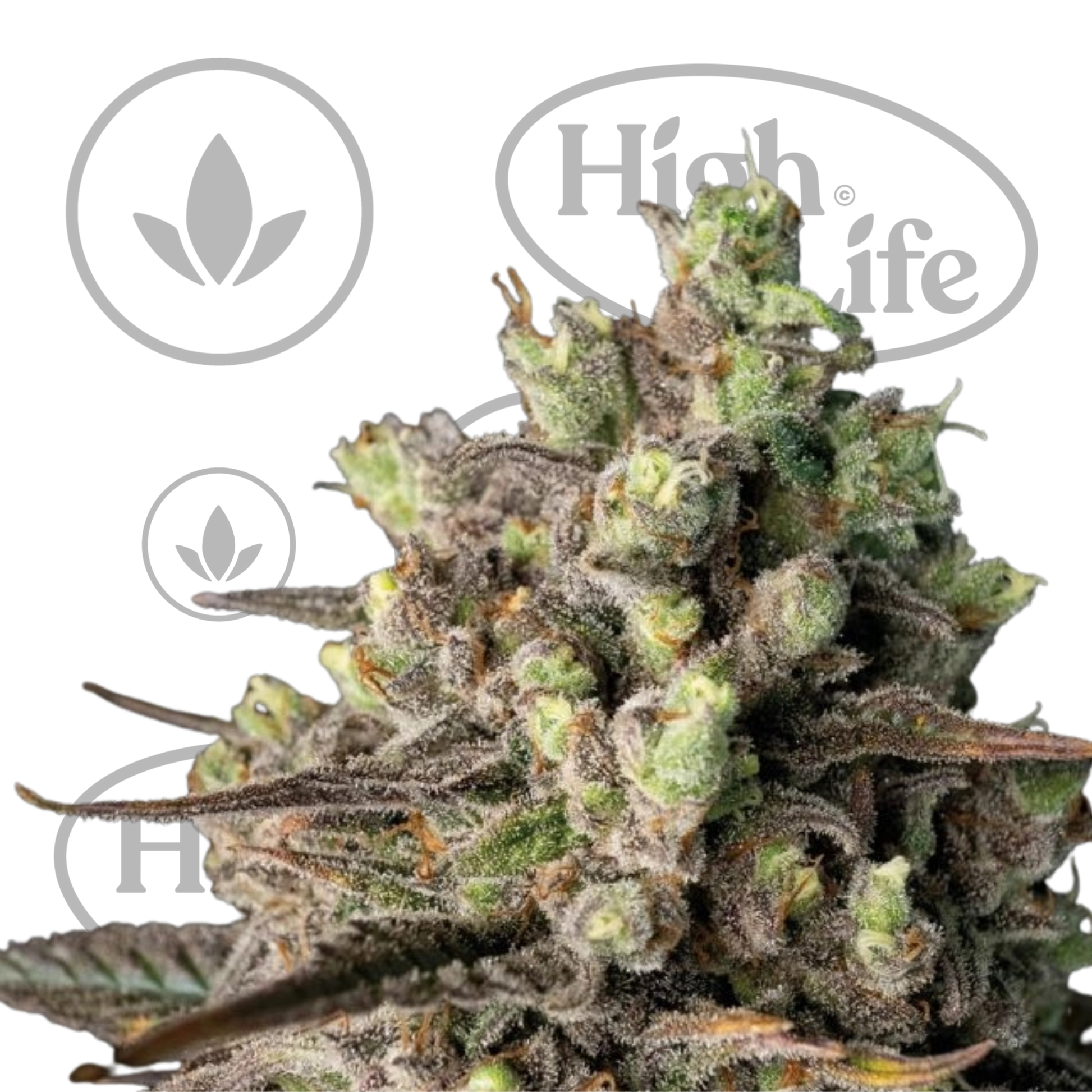 Osta Blue Dream FAST kannabiksen siemenet High & Life Storesta