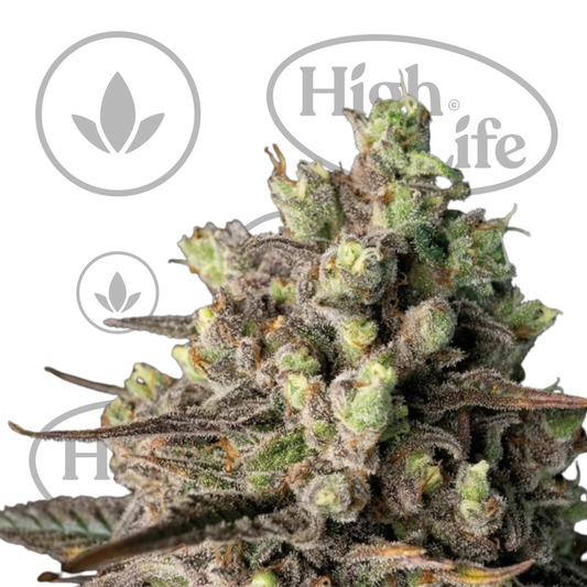 Osta Blue Dream FAST kannabiksen siemenet High & Life Storesta