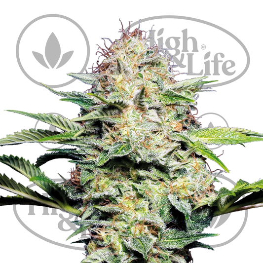 Osta Sensi Skunk Automatic kannabiksen siemenet High & Life Storesta