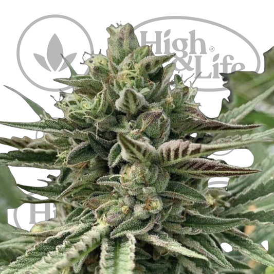 Osta Humboldt Pound Cake kannabiksen siemenet High & Life Storesta