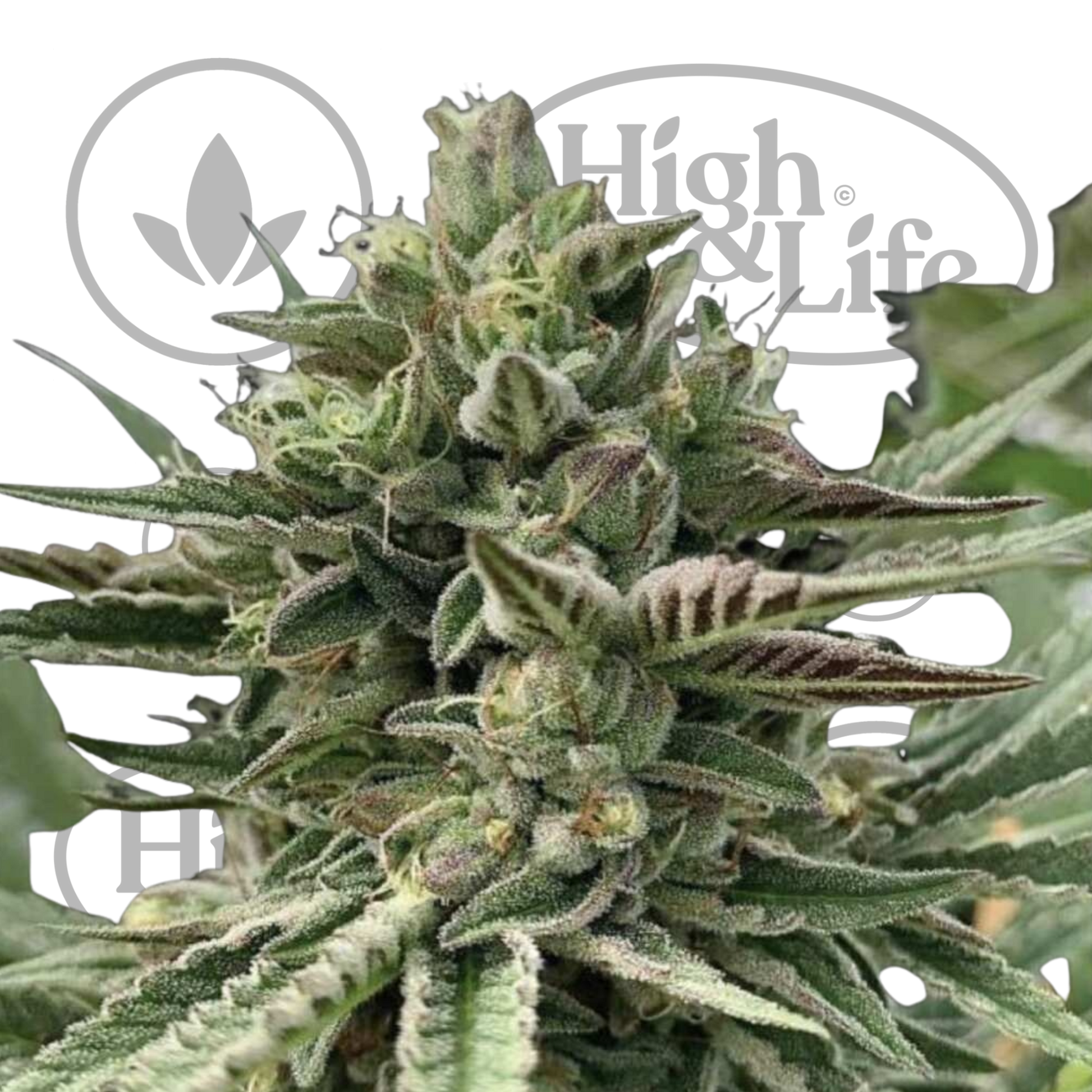 Osta Humboldt Pound Cake kannabiksen siemenet High & Life Storesta