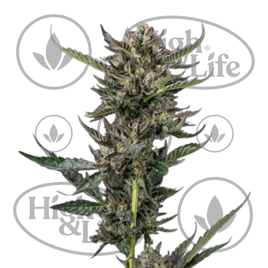 Osta Notorious THC kannabiksen siemenet High & Life Storesta