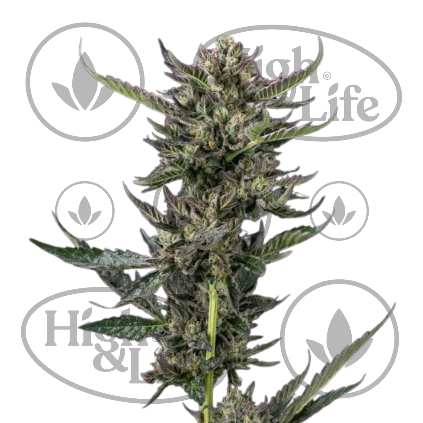 Osta Notorious THC kannabiksen siemenet High & Life Storesta