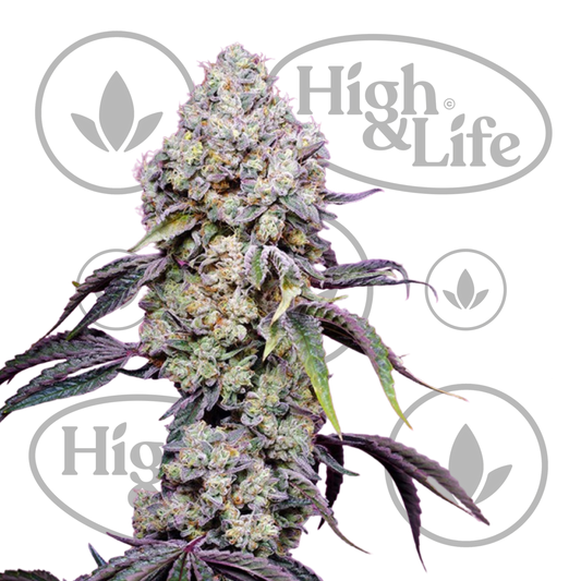 Osta Sweet Mandarine Zkittlez F1 FAST kannabiksen siemenet High & Life Storesta