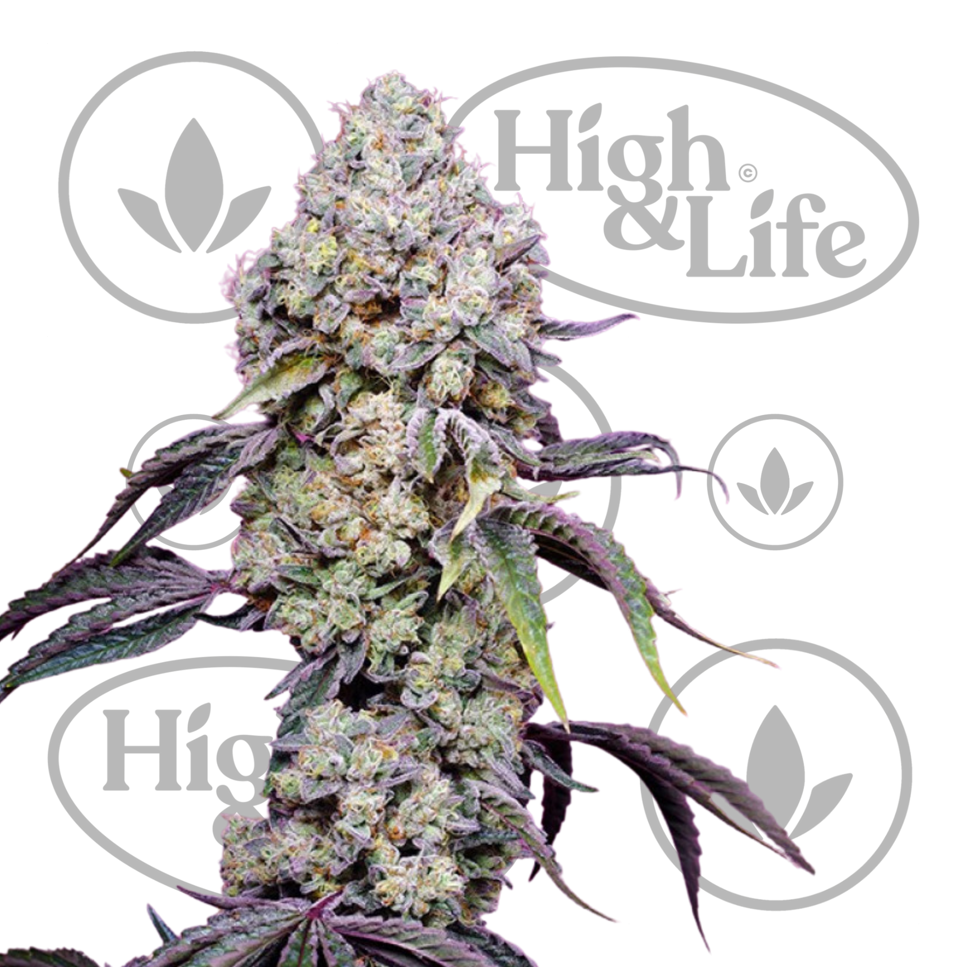 Osta Sweet Mandarine Zkittlez F1 FAST kannabiksen siemenet High & Life Storesta