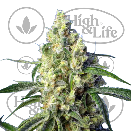 Osta Green Poison CBD kannabiksen siemenet High & Life Storesta