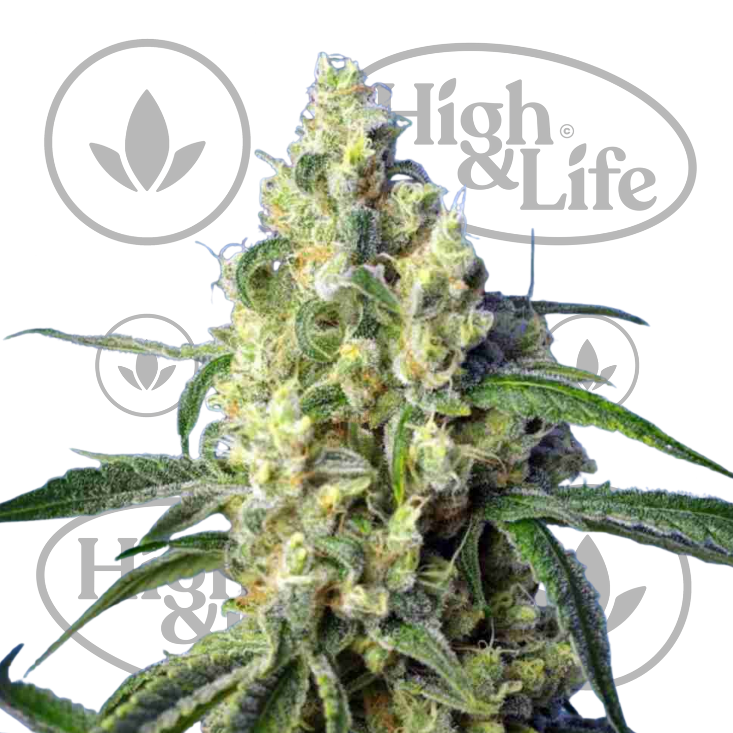 Osta Green Poison CBD kannabiksen siemenet High & Life Storesta