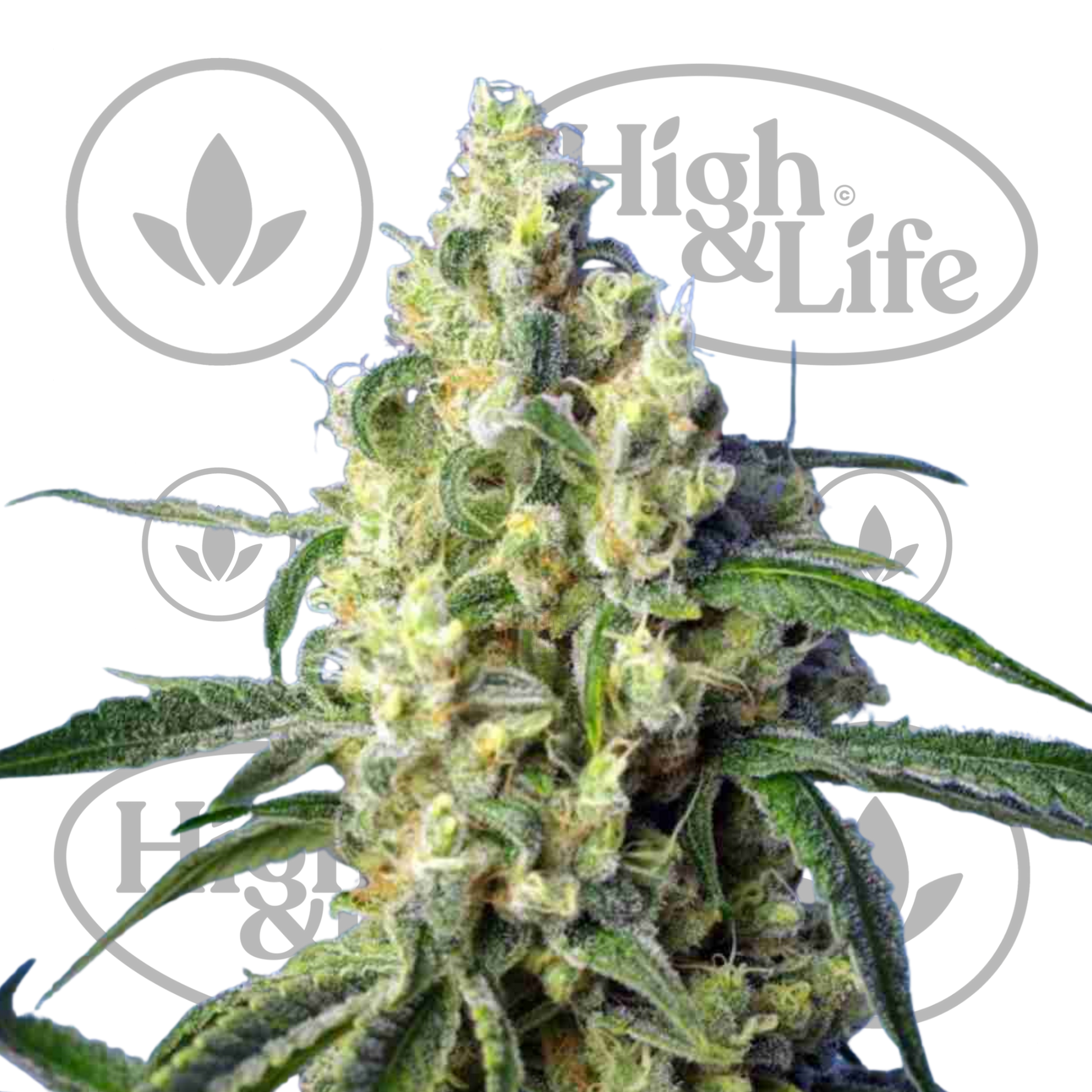 Osta Green Poison CBD kannabiksen siemenet High & Life Storesta