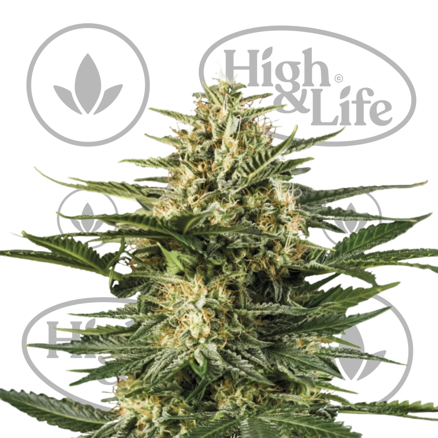 Osta Cookies Gelato Automatic kannabiksen siemenet High & Life Storesta