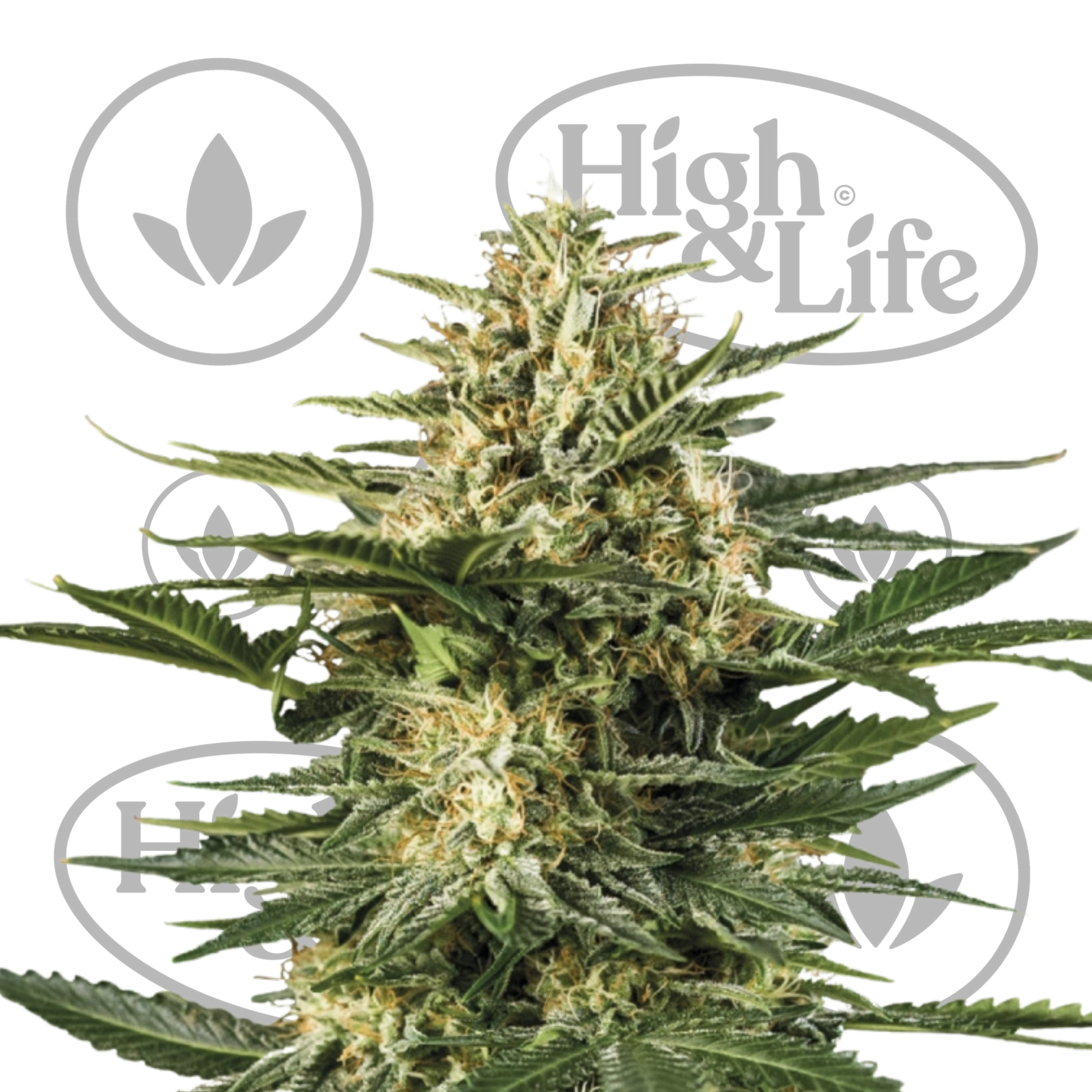 Osta Cookies Gelato Automatic kannabiksen siemenet High & Life Storesta