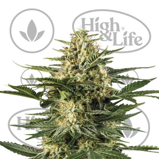 Osta Cookies Gelato Automatic kannabiksen siemenet High & Life Storesta