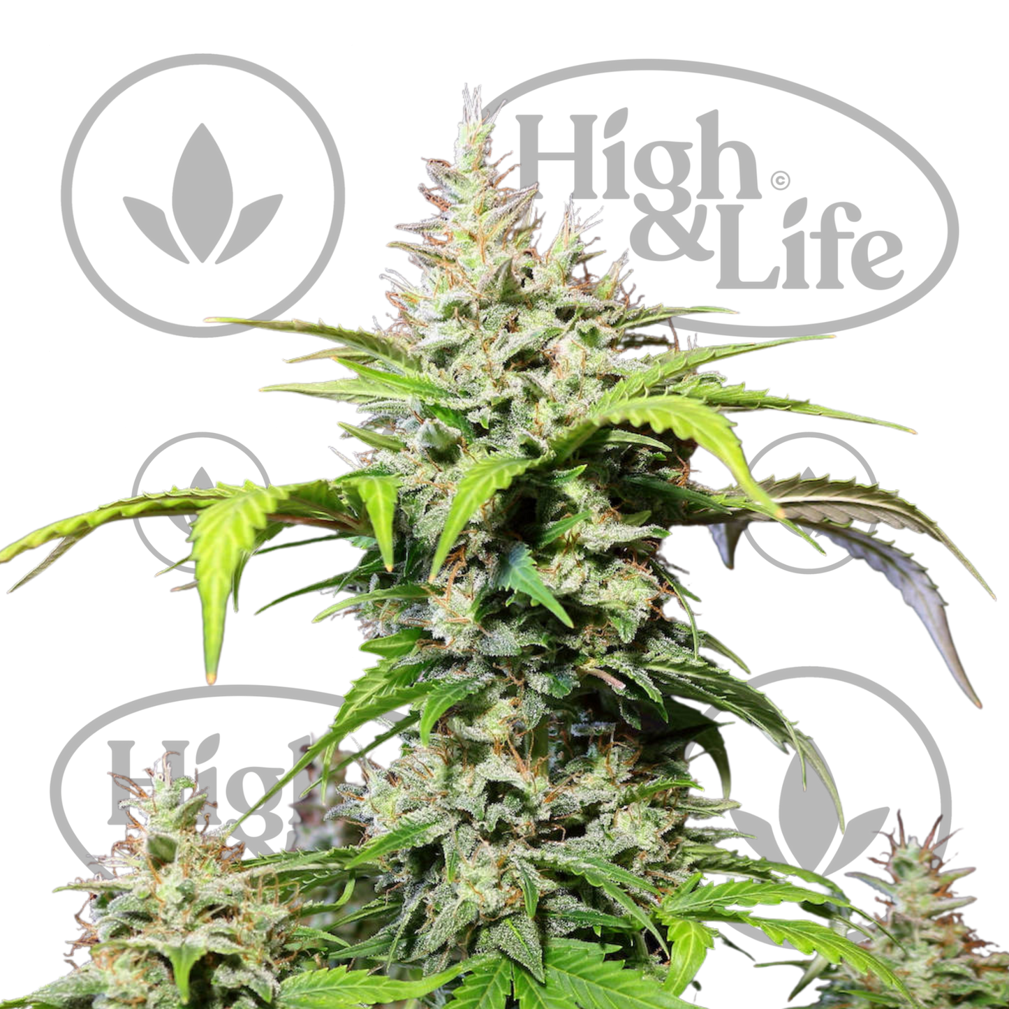 Osta DC Cure 1:1 kannabiksen siemenet High & Life Storesta