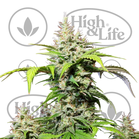 Osta DC Cure 1:1 kannabiksen siemenet High & Life Storesta
