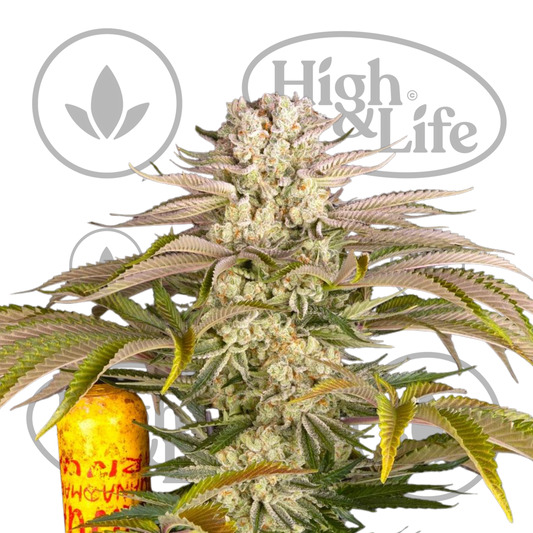 Osta Pineapple Express kannabiksen siemenet High & Life Storesta