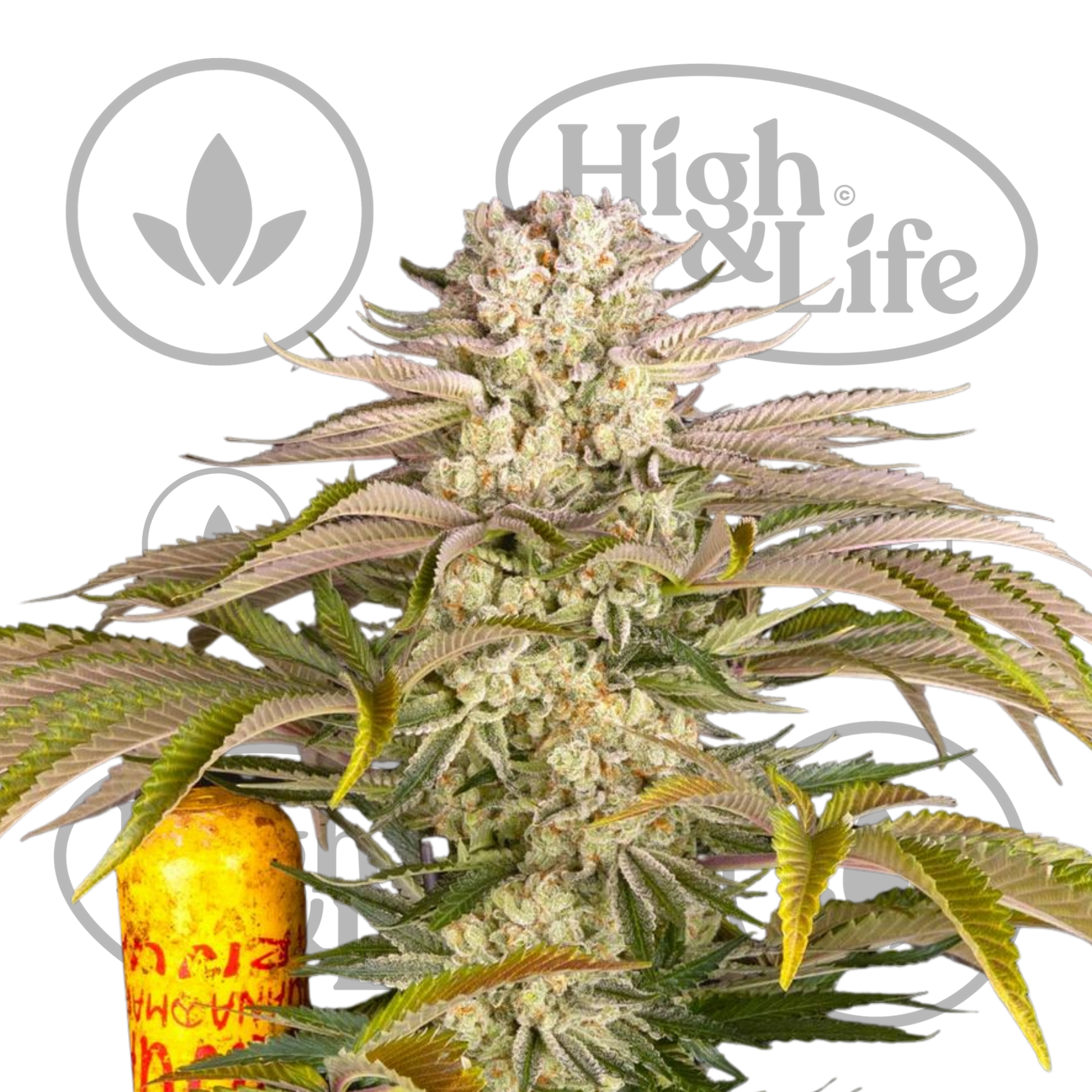 Osta Pineapple Express kannabiksen siemenet High & Life Storesta