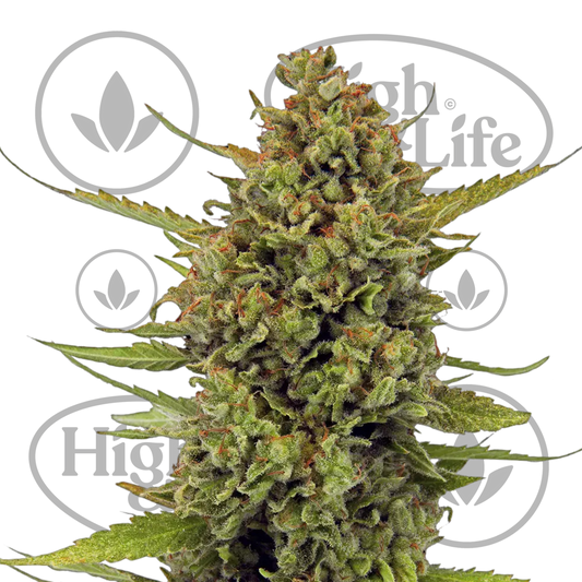 Osta Acapulco Gold kannabiksen siemenet High & Life Storesta