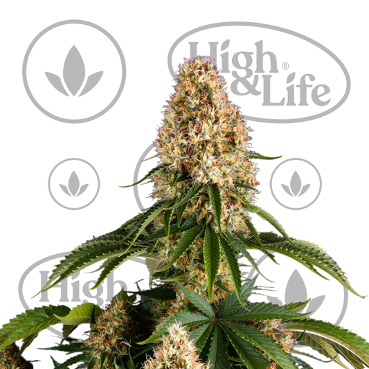 Osta Orange Sherbert kannabiksen siemenet High & Life Storesta