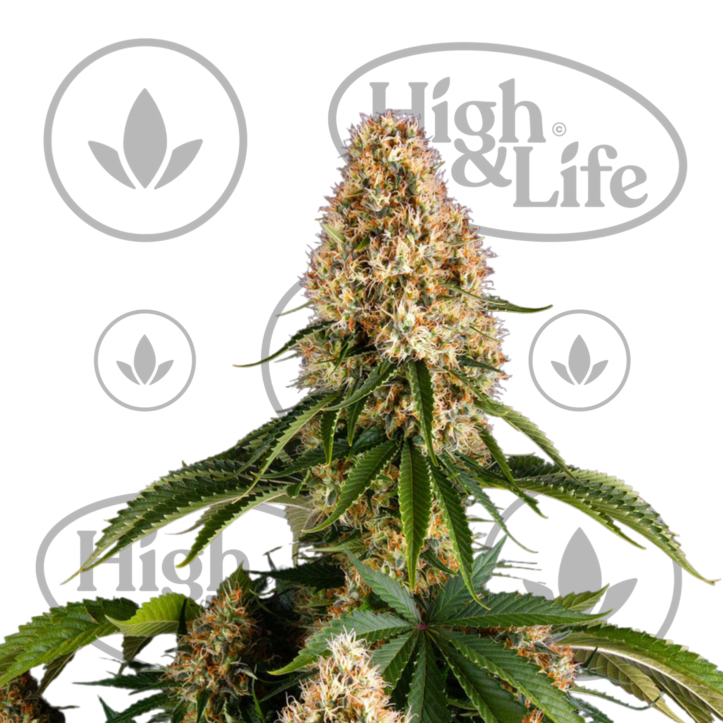 Osta Orange Sherbert kannabiksen siemenet High & Life Storesta