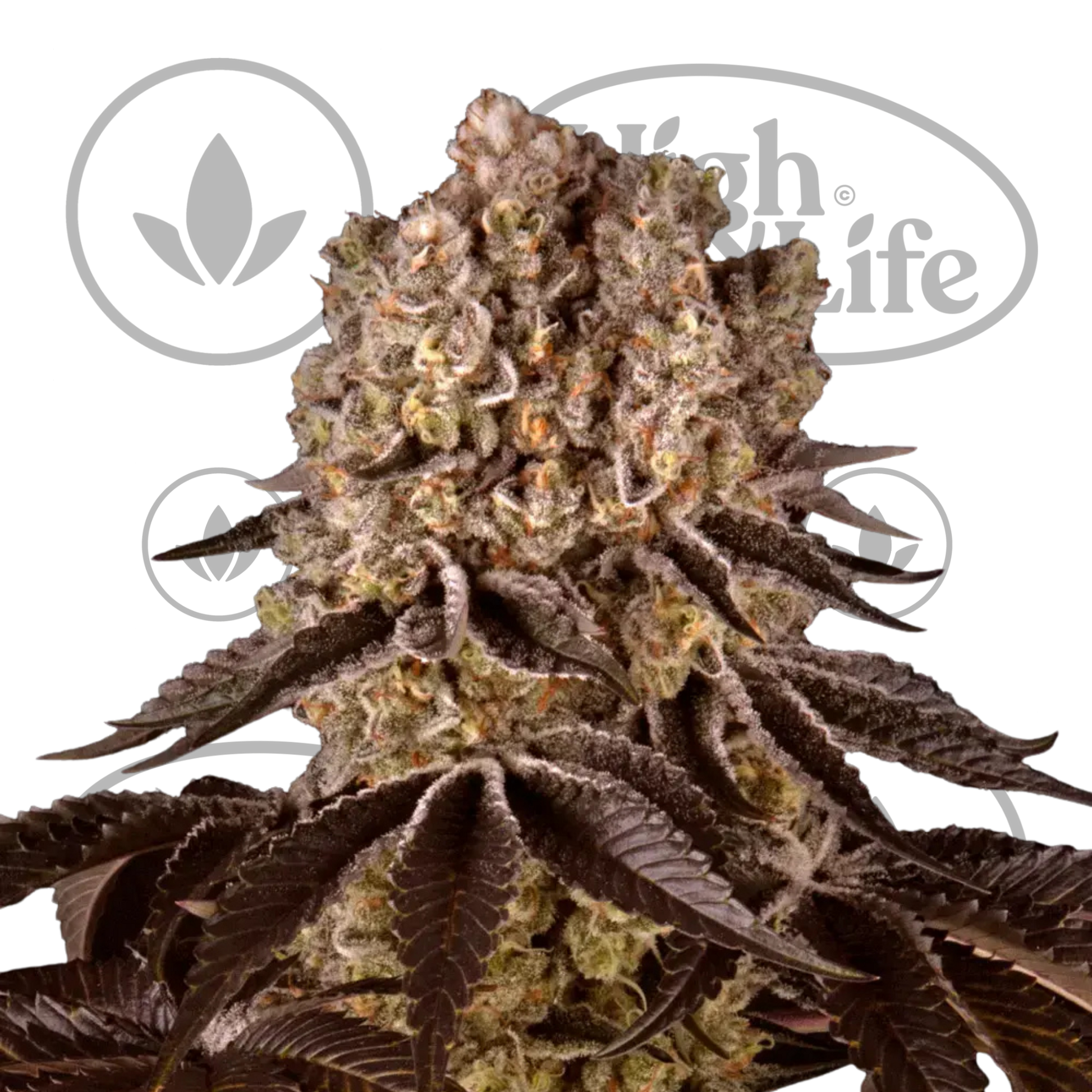 Osta Purple Punch kannabiksen siemenet High & Life Storesta