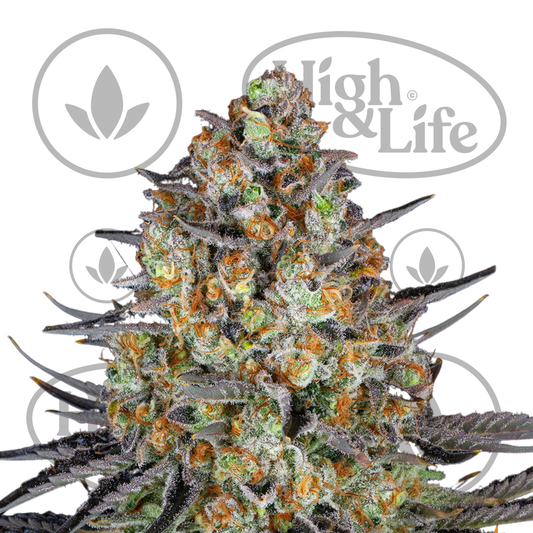 Osta LSD kannabiksen siemenet High & Life Storesta