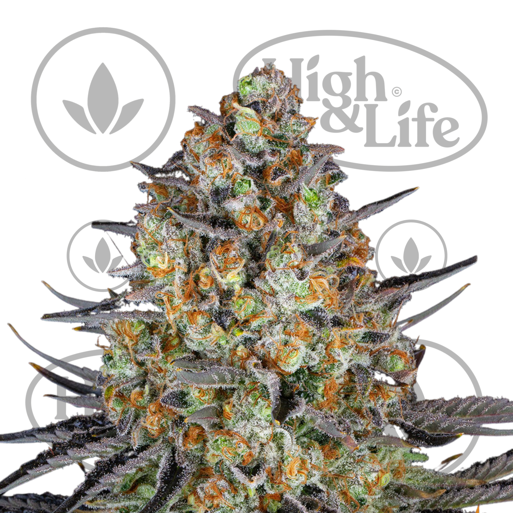 Osta LSD kannabiksen siemenet High & Life Storesta