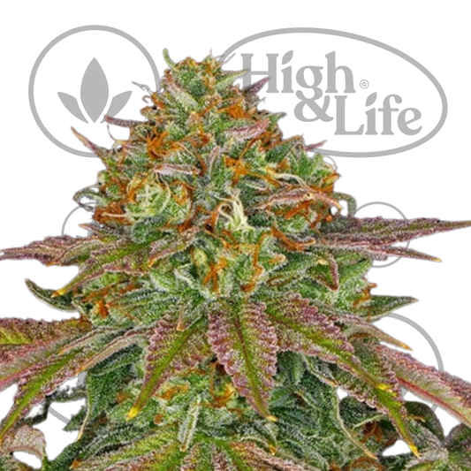 Osta Wedding Cake kannabiksen siemenet High & Life Storesta