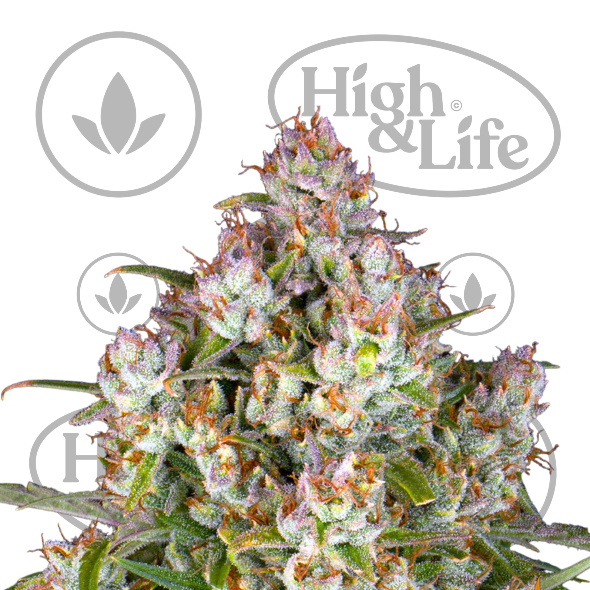 Osta BF Wedding Cake Auto kannabiksen siemenet High & Life Storesta